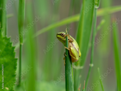 tree frog on the lookout
