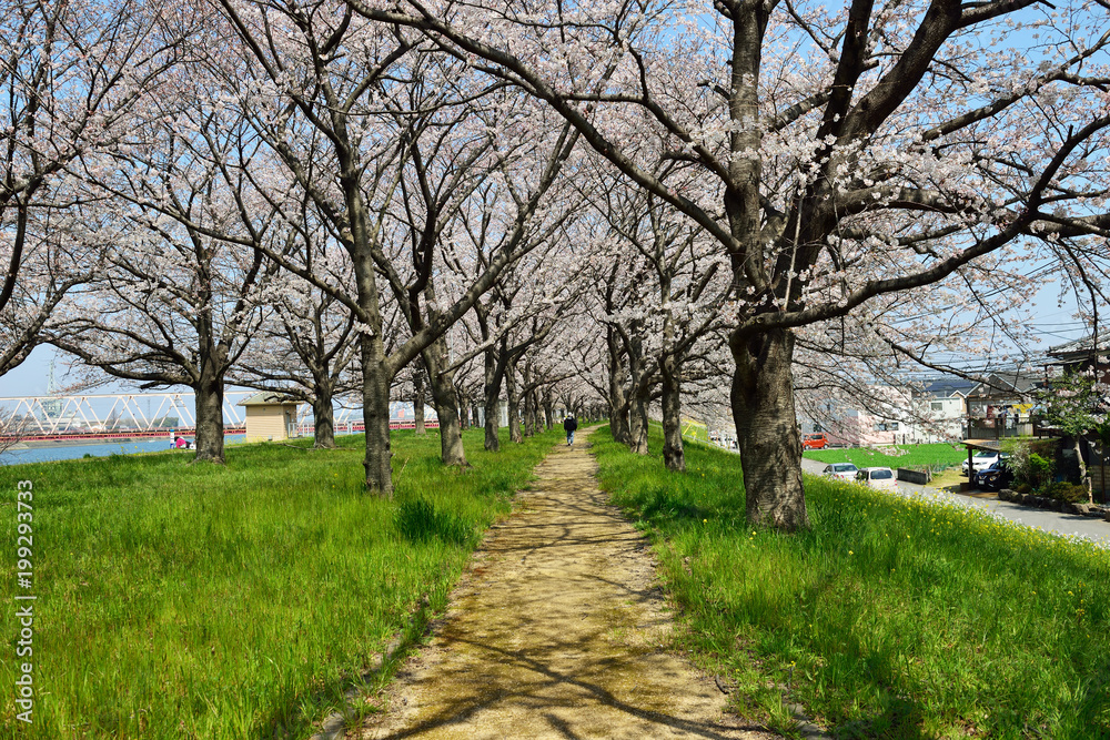 大野川右岸緑地の桜