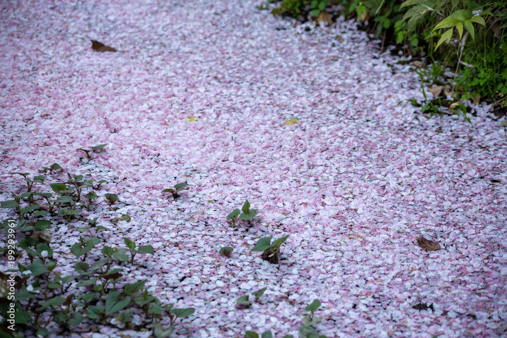 Obraz premium 桜の花びら