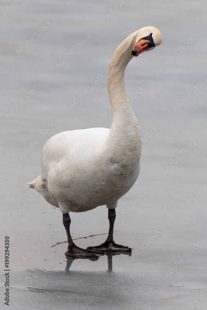 Obraz premium swan moment