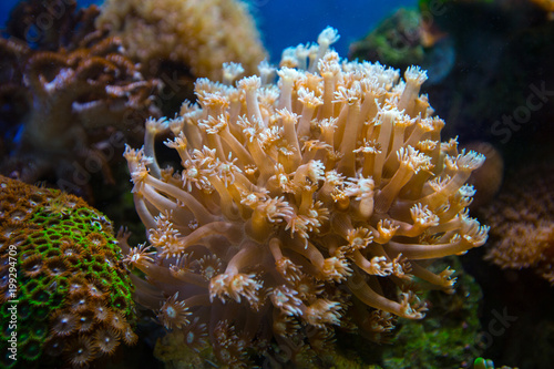 Beautiful underwater coral reaf garden