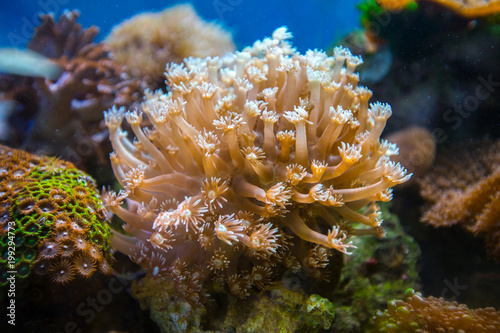 Beautiful underwater coral reaf garden © Glebstock