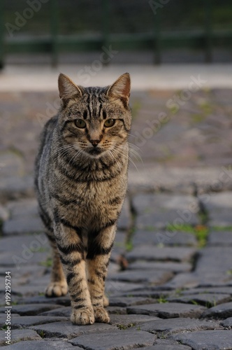 イタリアの猫