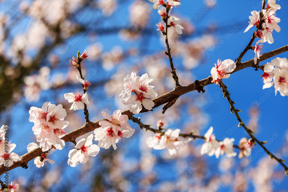 Blossoming Almond Tree Blossoming Almond Tree