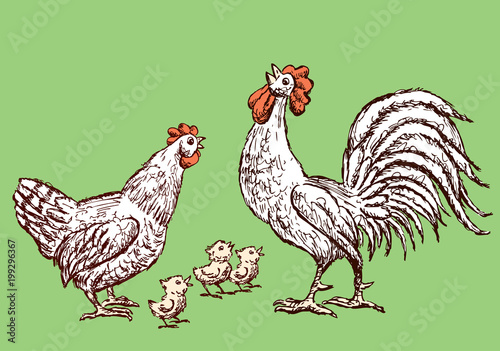 Sketches of a hen,cock and chickens