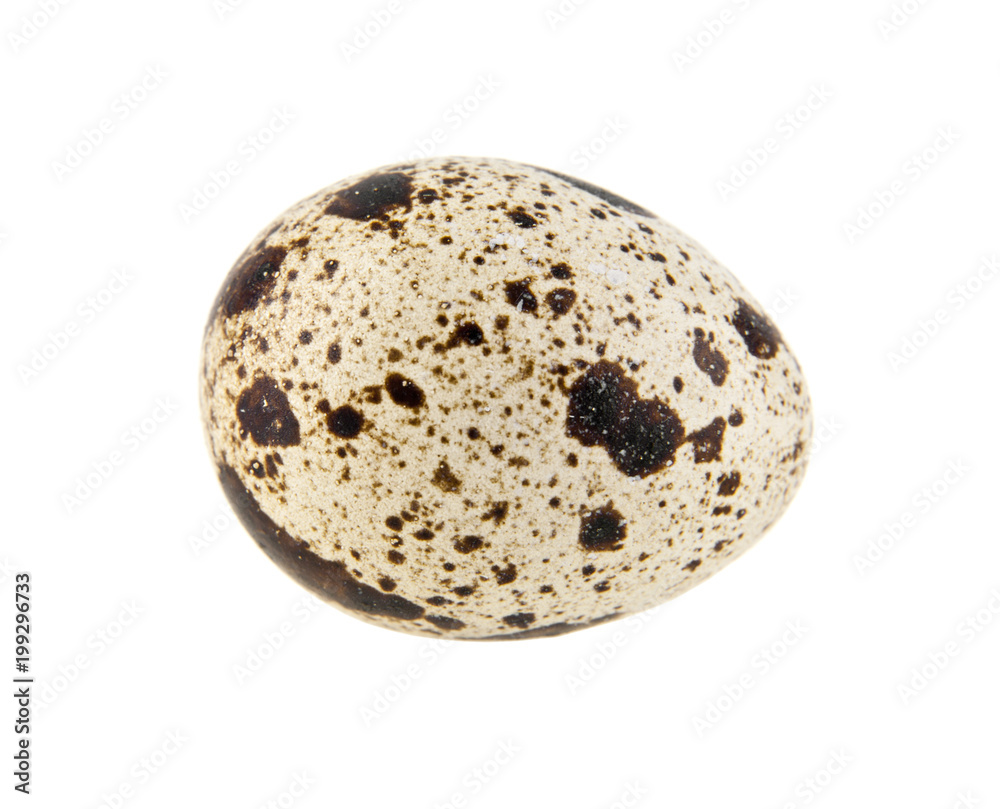 quail eggs isolated on white background quail eggs isolated on white background