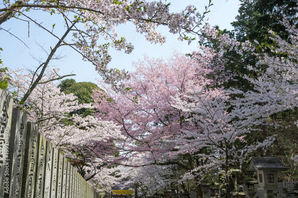 Fototapeta premium 金刀比羅宮の桜 (香川県琴平町)