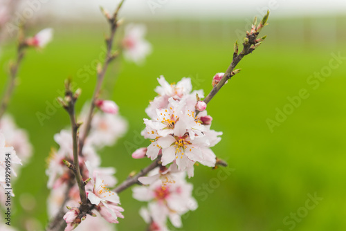 Flowering fruit trees in spring orchard
