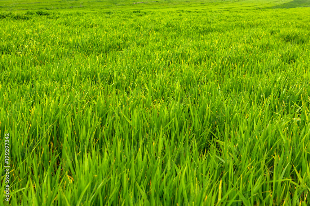 Natural green grass background