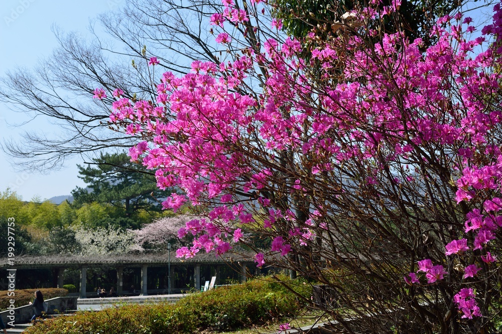 Obraz premium 別府公園
