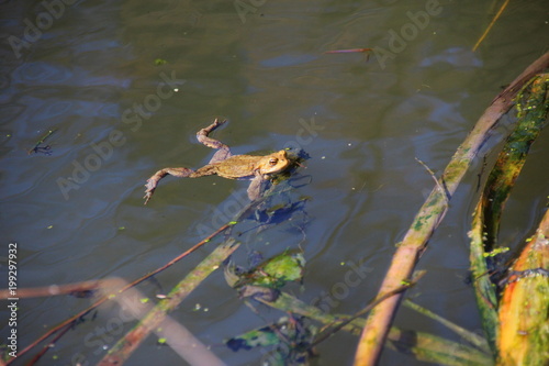 Erdkröte im Teich