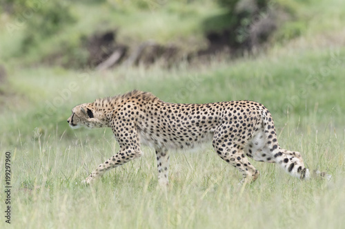 Cheetah (Acinonix jubatus) hunting on savanna, Masai Mara, Kenya
