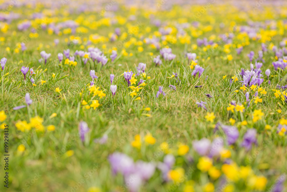 Krokusy - pierwsze kwiaty wiosny