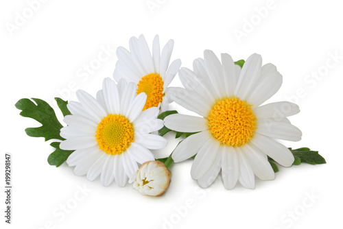 Lovely Daisies  Marguerite  isolated  including clipping path without shade.