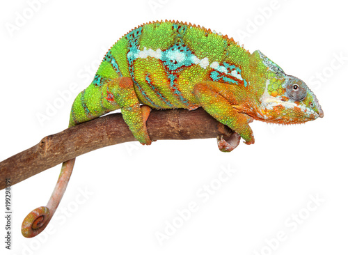 Chameleon on branch