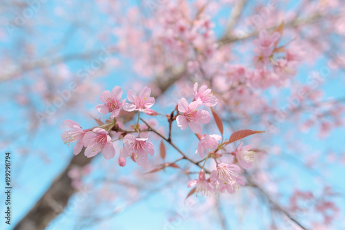 Close up of Cherry blossom flower during Hanami festival