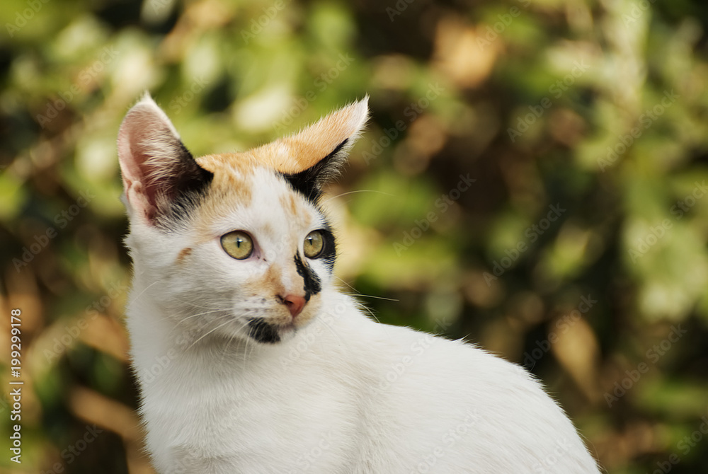 Young tricolor cat outside in the nature Young tricolor cat outside in the nature