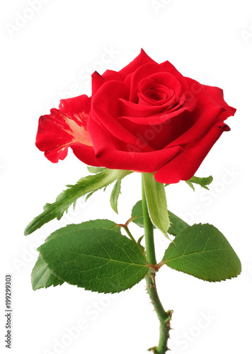 Beautiful red Rose (Rosaceae) isolated on white background.