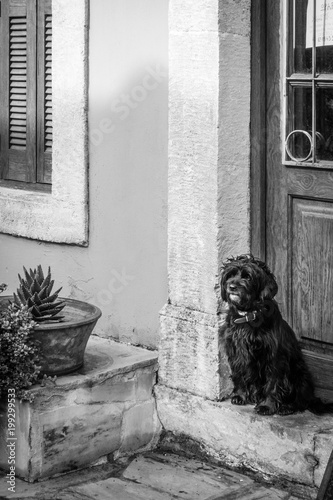 Pet dog resting on doorway, Greece
