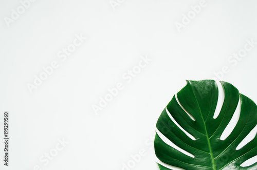 Green monstera tropical leaf on white background.