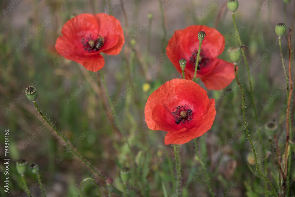 Obraz premium Nahaufnahme von roten Mohnblumen in der Naur