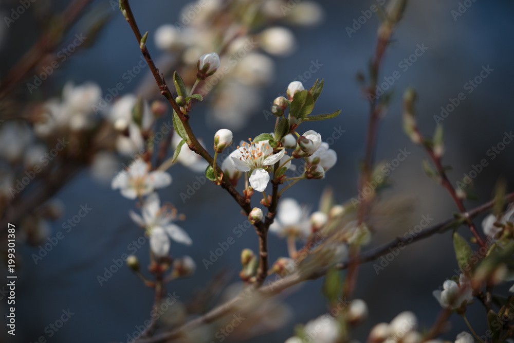 Apple blossoms Apple blossoms