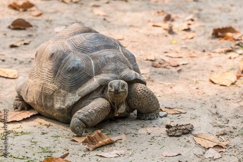 The Aldabra Giant Tortoise is a giant species of Tortoise native to the Aldabra Islands in the Indian ocean.