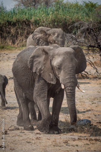 Elephant of Etosha  Namibia