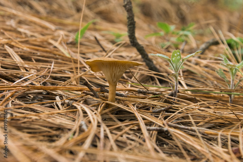 Mizcalo Mushrooms in forest, hongo en el bosque photo