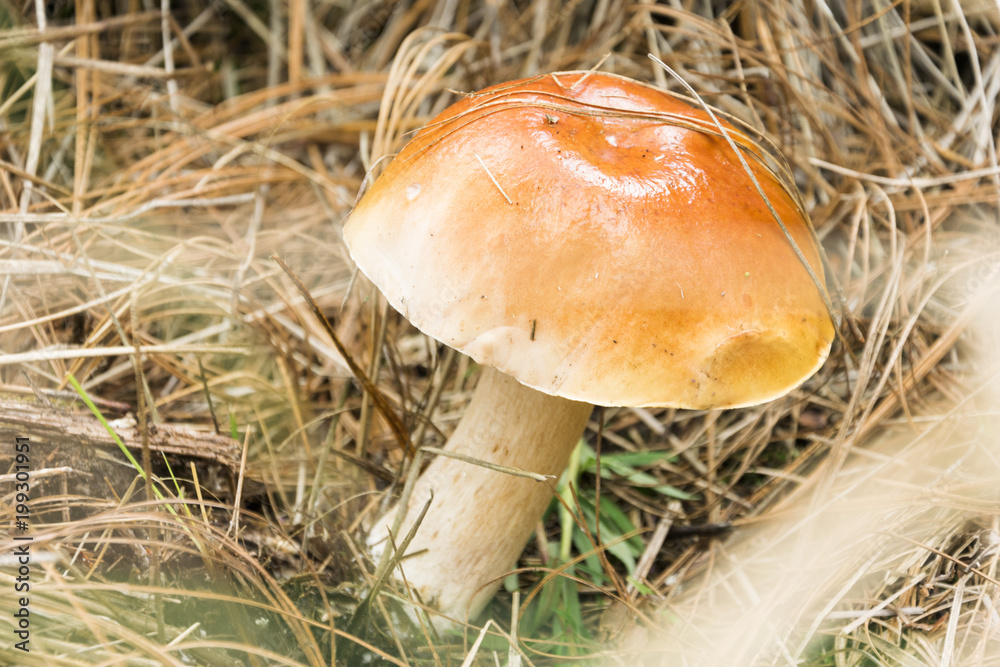 Mizcalo Mushrooms in forest, hongo en el bosque Mizcalo Mushrooms in forest, hongo en el bosque