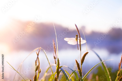 dragonfly in dewy grass at sunrise. blurred background of grass and pond. dragonfly sitting on the grass