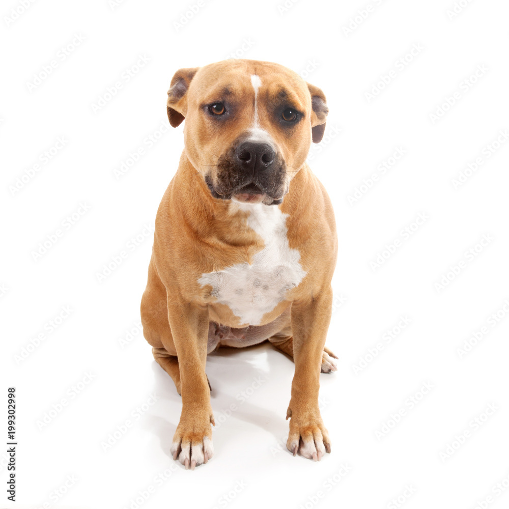 alone sad dog isolated staffordshire alone sad dog isolated staffordshire