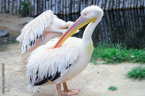 White pelican cleans up feather with big yellow peak neb photo