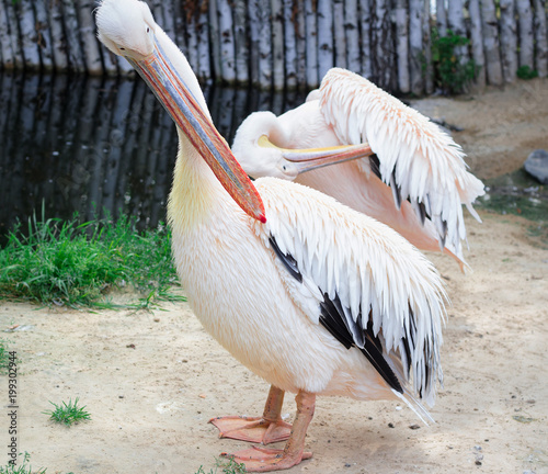 White pelican cleans up feathers with big yellow peak neb