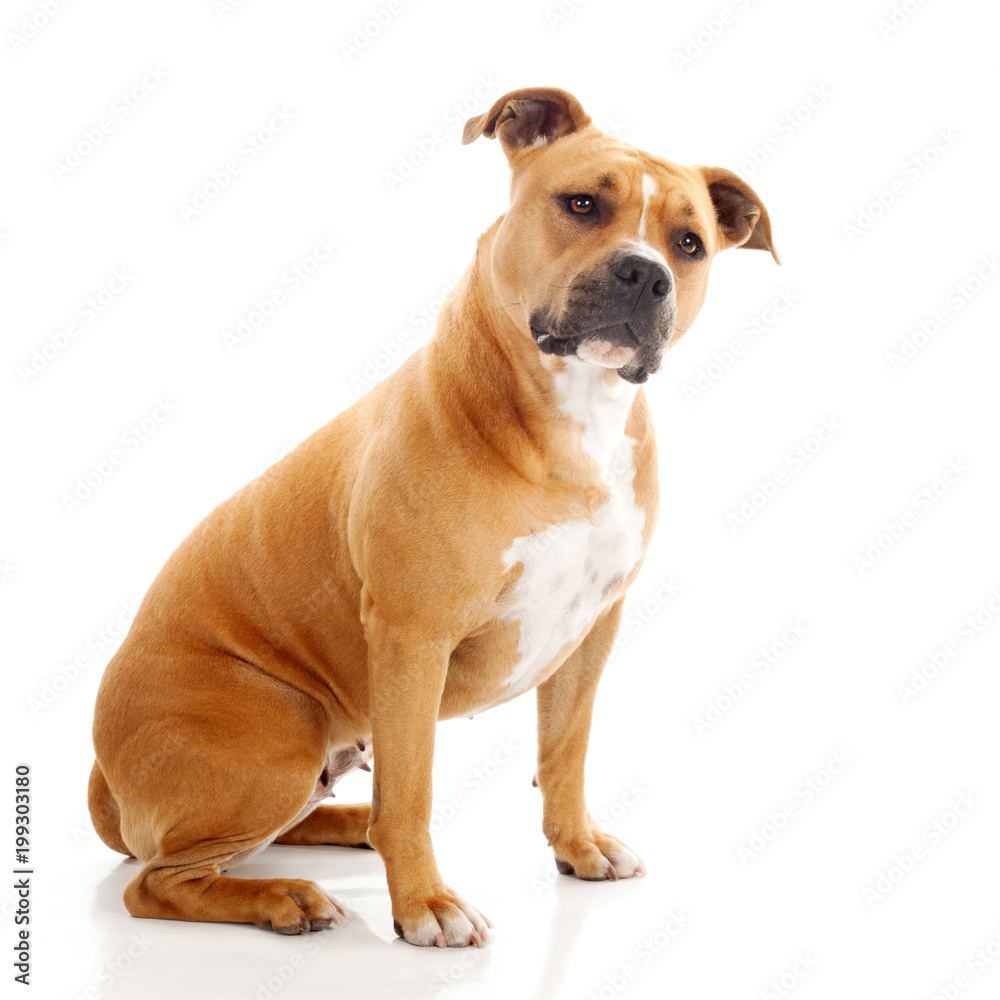 interrogative staffordshire dog isolated interrogative staffordshire dog isolated