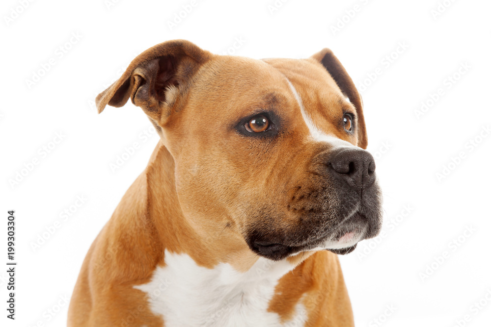 portrait of american stafforshire dog isolated