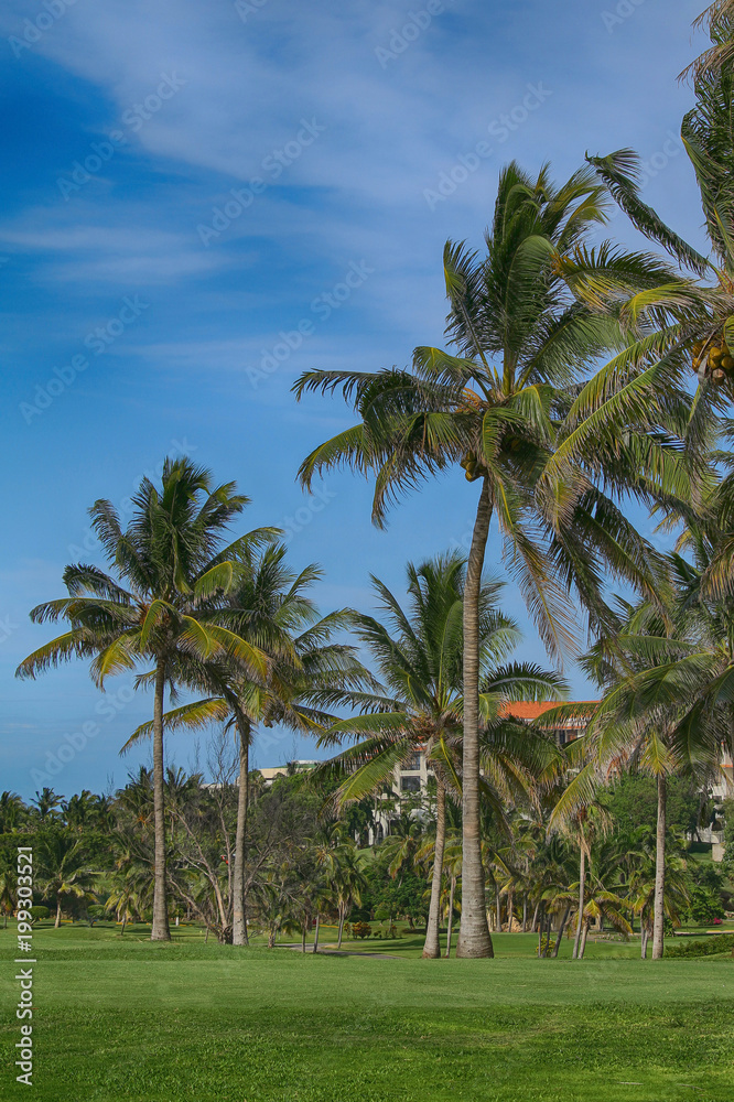 Tropical palm trees in summer against a background of green lawn and blue clear sky