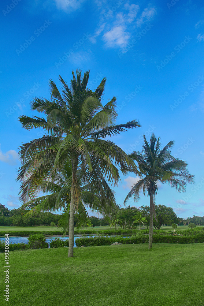 Tropical palm trees in summer against a background of green lawn and blue clear sky Tropical palm trees in summer against a background of green lawn and blue clear sky
