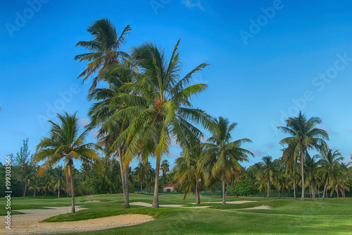 Tropical palm trees in summer against a background of green lawn and blue clear sky