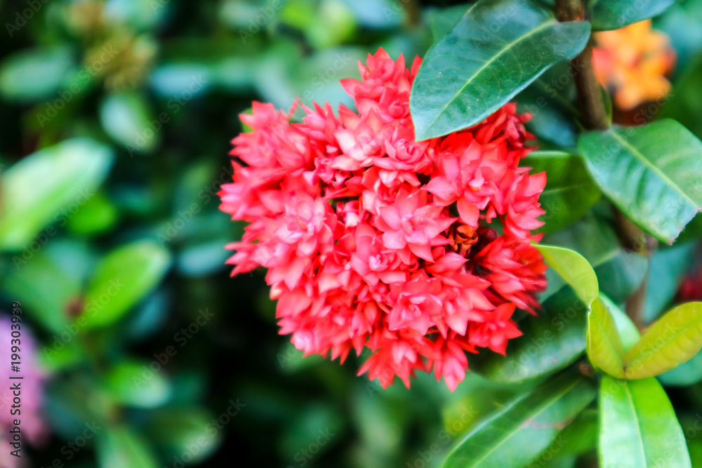 red Ixora flower boutique spike and bloom in the garden red Ixora flower boutique spike and bloom in the garden