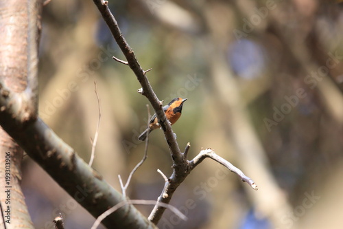 Varied tit (Parus varius owstoni) in Miyake Island, Japan photo