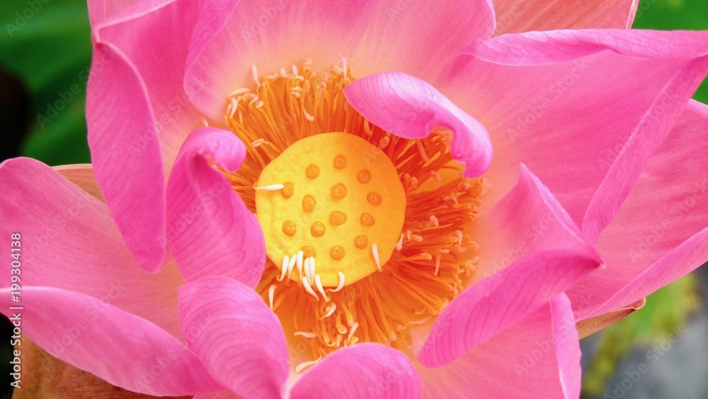 Lotus, Lotusblüte, Lotusknospe, Lotusblätter, Blütenstempel Lotus, Lotusblüte, Lotusknospe, Lotusblätter, Blütenstempel