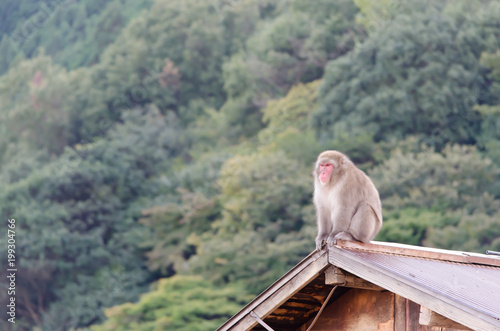 屋根の上の猿 © Bassey