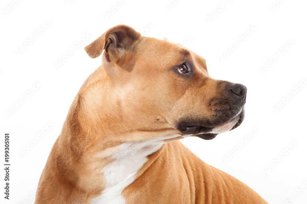 beautiful profile american staffordshire dog isoalted