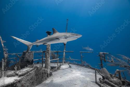 carcharhinus amblyrhynchos grey reef shark photo