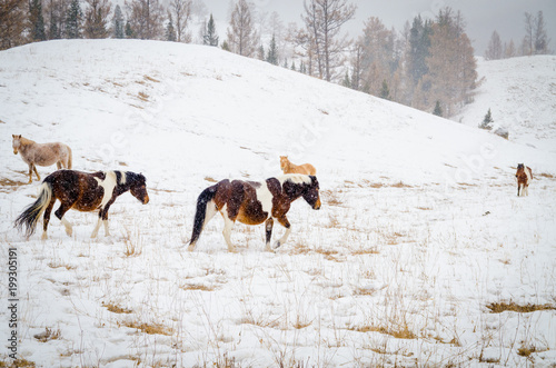 Fototapeta Naklejka Na Ścianę i Meble -  Wild horses in the mountains in winter