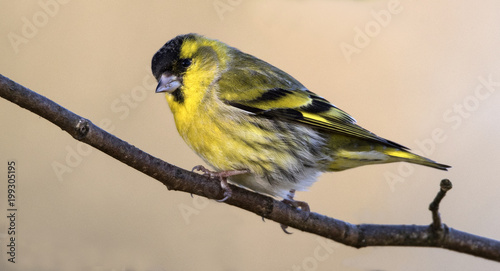 Siskin