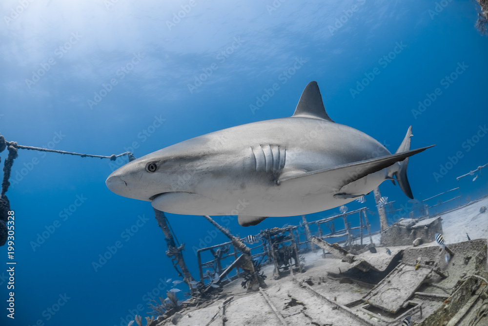 carcharhinus amblyrhynchos grey reef shark carcharhinus amblyrhynchos grey reef shark