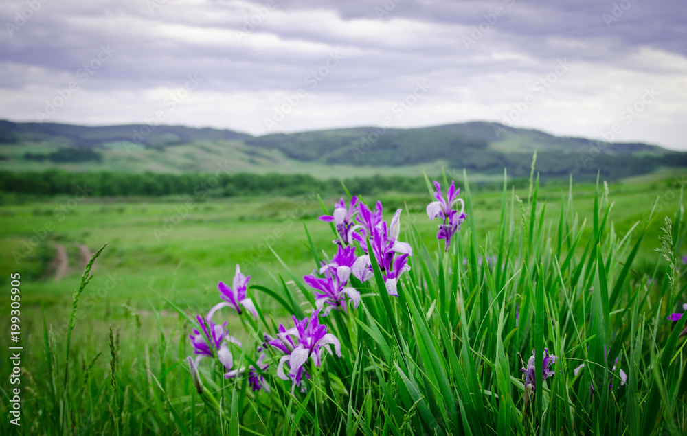 Irises, bright purple flowers in the steppe