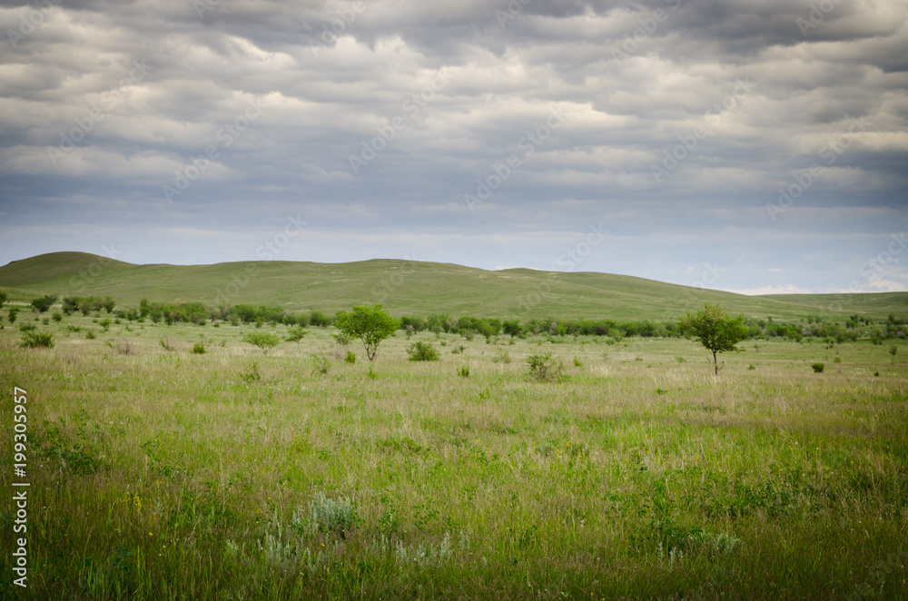 Trees in the steppe against the background of hills and clouds in the sky